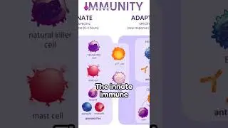 Human Immune System