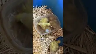 My Fawn Indian Runner Ducklings are 5 Days Old and So Adorable