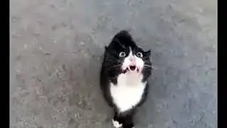 Derdini anlatamayan kedi bir konuşsa neler söyleyecek