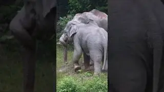 นัวเนีย #เขาใหญ่ #forestelephant #animalnews #wildlife #elephanthabitat