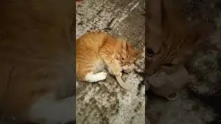 Поймал и съел..