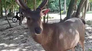 The deer Phnom Tanoa zoo.