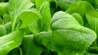 iFarm — как устроены вертикальные фермы