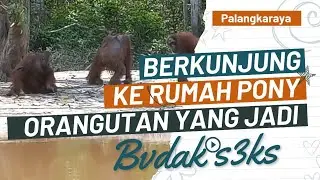 Pony, Orang Utan yang Jadi Bvdak S3KS