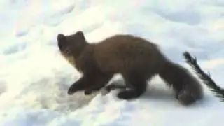 Nugis Marten kaevandab piima