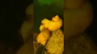 Капельный полив - ЗЛО! Ампуллярии, Акары, Жабы