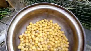 Кролики, подкормка горохом  лактирующих и сукрольных самок.