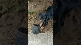 Познакомьтесь с Ади (Адере)