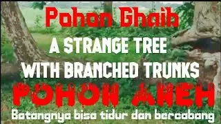 Pohon Aneh / Weird Tree