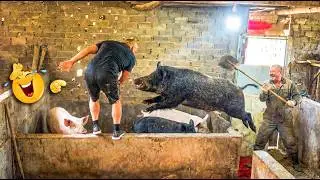 Funniest Pets and Animals Caught on Camera😂