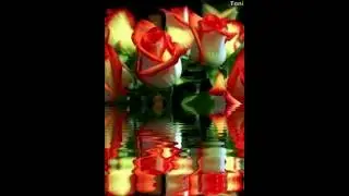 ФУТАЖ -РОЗЫ-  ДЛЯ ВИДЕОМОНТАЖА