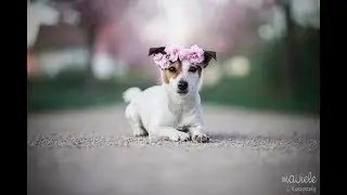 ДЖЕК РАССЕЛ ТЕРЬЕР