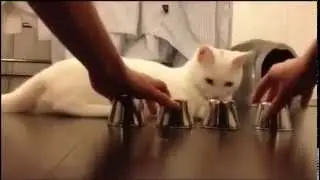 O gato adivinhão ! kkkk