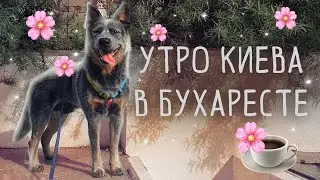 Одно утро моей собаки | Австралийский хилер в Бухаресте