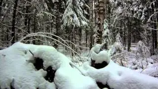 Лес, гречка и чай (свежие следы белки)