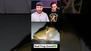 Real Frog Sound 🐸