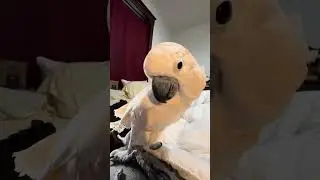 Misha's Bedside Antics: Cockatoo Cuddles & COVID Chaos 😷🦜
