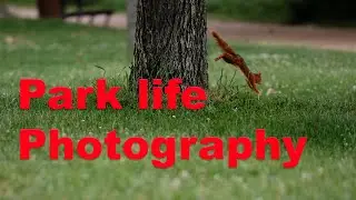 Capturing Unbelievable Animal Shots - Park Wildlife Photography