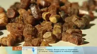 От чего помогает перга