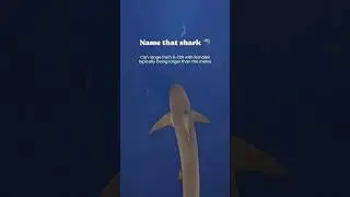 Name That Shark! Share in comments 🤙🏽 #shark #quiz #education  #ocean #a