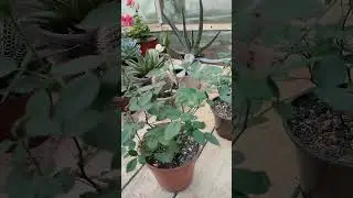 Появились бутоны на комнатной розе🌹🌹🌹 