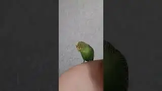 говорящий попугай Кеша 👍