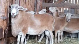 Катумские овцы. Прививка от оспы.
