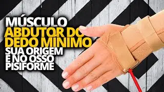 MÚSCULO DA MÃO ABDUTOR DO DEDO MÍNIMO