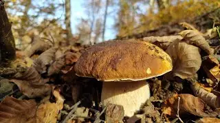 I porcini di fine stagione che mi fanno divertire!!