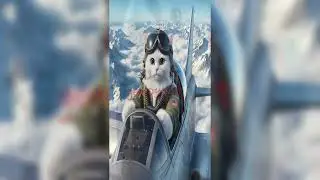 cat pilot flight,full of adventures.