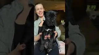 Definition of puppy eyes 😭🥰 #canecorso
