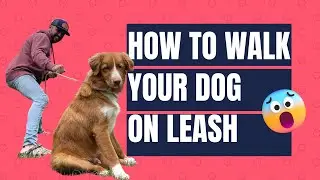 How To Teach Your Dog To Walk On A Leash - 6 Month Old Nova Scotia Duck Tolling Retriever