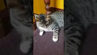 Super #cat #trick