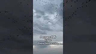Крым. 3 января 2024. Очень много птиц летит над морем.
