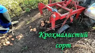 Несподіваний урожай Белароси (Белла Росcи) 2024