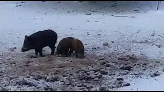 ОХОТА НА КАБАНА. ВЕЧЕР НА ЛАБАЗЕ.
