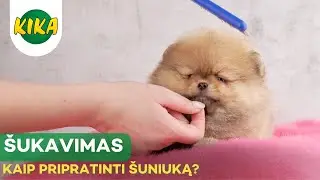 Profesionali kirpėja pataria: kaip pripratinti jauną šuniuką prie šukavimosi?