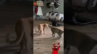 #cat #catlover #kitten #cute #kittypets #kittycat #ourcat #cuteanimals #pets #petlover