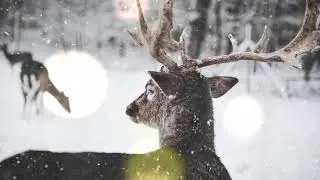 Бюро лесных услуг