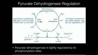 Pyruvate Dehydrogenase: Covalent Regulation