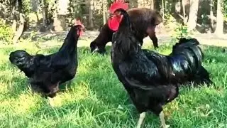 Самые крупные в мире куры кора шахзода