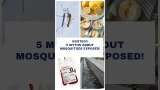 5 Myths About Mosquitoes Debunked!! - 