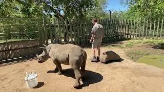 Baby rhino Bula talks to curator Ruan because he wants to see the other rhinos