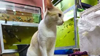 Cat Play