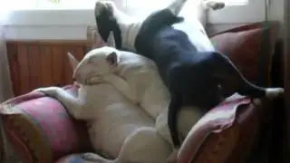 Питбули отдыхают:)