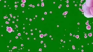 Rose Flowers Green Screen Video | Pink flowers Green Screen Video | 