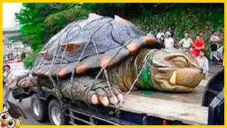 10 Tartarughe Che Nascono Una Volta Ogni Mille Anni