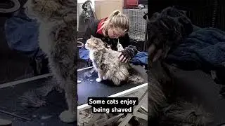 Pru enjoyed her shave but it wasn’t easier for me, she wouldn’t hold still 😆 #catgrooming