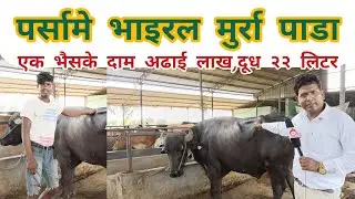 # murrah buffalo farm house in parsa |पर्सामे मिलल भाइरल मुर्रा भैसा ।