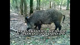 Ночь в логове дикого кабана / ещё одна встреча
